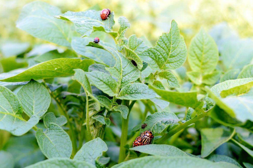 Colorado potato beetle. Bugs on foliage of potato in nature, natural background, close-up.